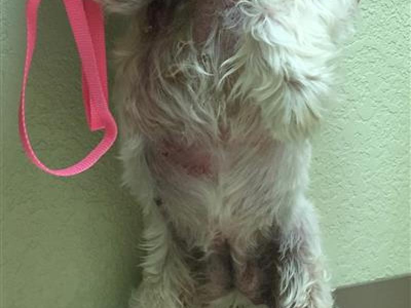 Before and After Animal Allergy & Dermatology